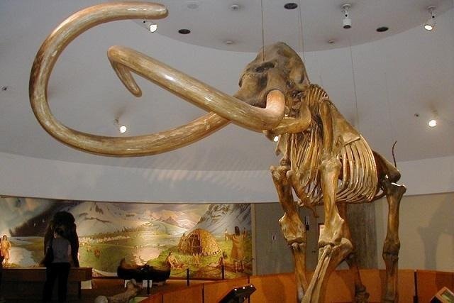 Difference-Between-Mammoth-and-Mastodon