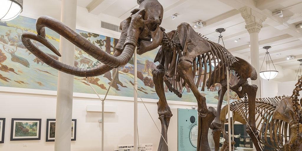 Difference-Between-Mammoth-and-Mastodon