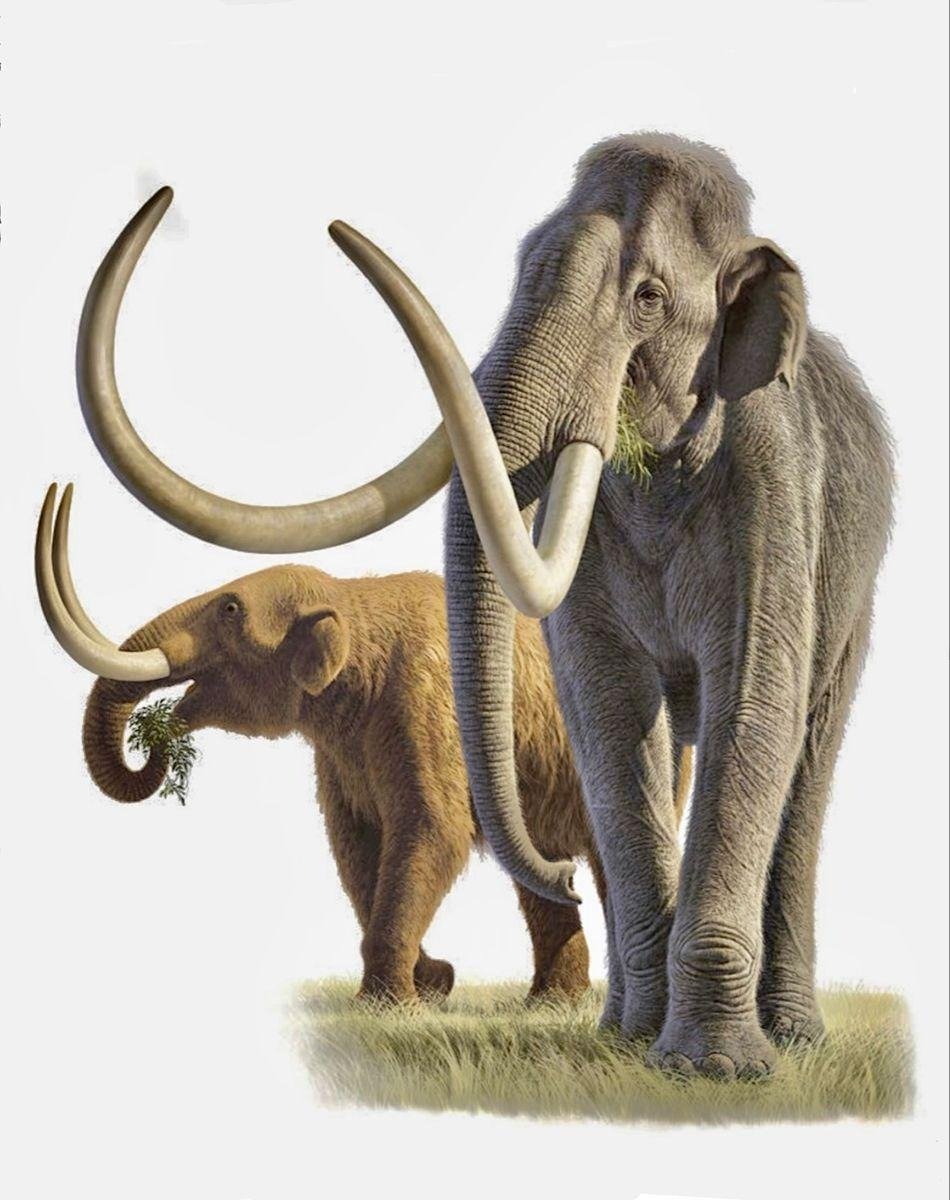 Difference-Between-Mammoth-and-Mastodon